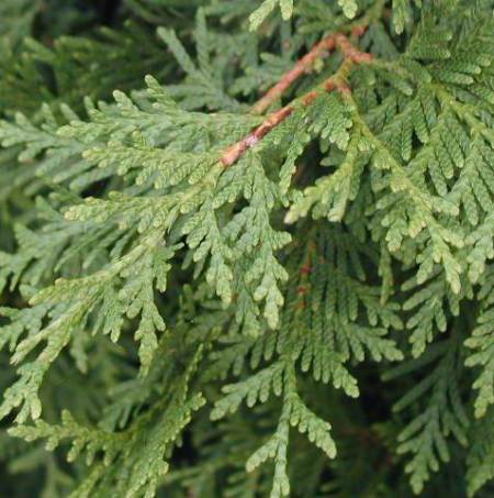 Thuja Essential oil  4